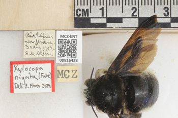 Media type: image;   Entomology 816433 Aspect: labels